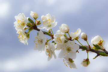 Wild white plum blossoms close up in a forest on a sunny spring day. Species Prunus cerasifera aka cherry plum or myrobalan plum