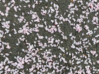 light pink cherry blossom petals lie on the gray asphalt