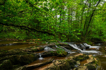 Forest with river, trees, moss and ferns