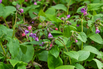 Naklejka na ściany i meble Pulmonaria officinalis, common names lungwort, common lungwort, Mary's tears or Our Lady's milk drops, is a herbaceous rhizomatous evergreen perennial plant of the genus Pulmonaria