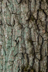 close up of the old bark texture pattern in the forest Vintage background