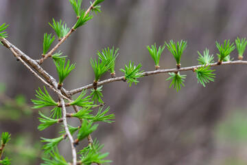 A young branch of a flowering larch on a Sunny spring day