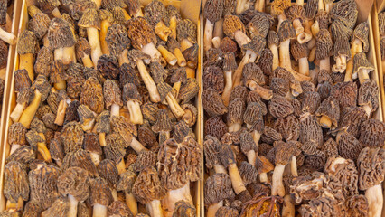 Morels Mushrooms Crate