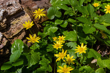 Bright yellow flowers of Ficaria verna against a background of green leaves in early spring