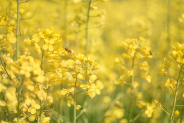 Obraz premium yellow flowers in spring