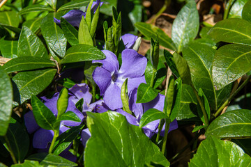 Obraz na płótnie Canvas Beautiful purple flowers of vinca on background of green leaves. Vinca minor, small periwinkle, small periwinkle, ordinary periwinkle, as decoration of garden.