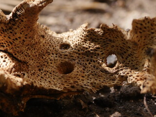 Dried plant root lying on the ground