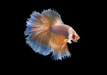 Blue and red color at swaying on black background ,Siamese fighting fish(Rosetail)(half moon),fighting fish,Betta splendens, clipping path