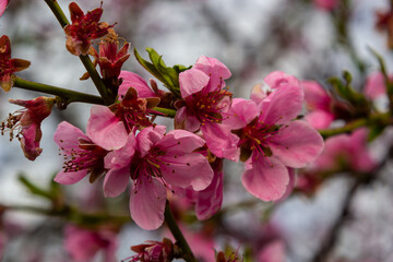 Peach branches densely covered with pink flowers - abundant flowering of the fruit tree