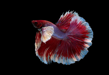 Blue and red color at swaying on black background ,Siamese fighting fish(Rosetail)(half moon),fighting fish,Betta splendens, clipping path