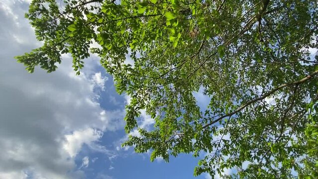 新緑と青空　爽やかな雲　動き　移動撮影