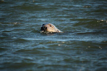 Fototapeta premium Common seals swimming and basking in the sun in the water and on the beaches around Blakeney, Norfolk, UK.