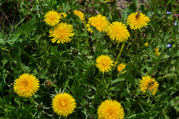 Honey bee on yellow Dandelion flower, Taraxacum yellow flowers nature background