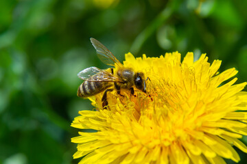 Closeup of the female of the Yellow-legged Mining Bee, Andrena flavipes on a yellow flower of dandelion , Taraxacum officinale