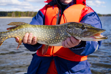 fisherman hand holding pike. Angler with pike fish. Amateur fisherman holds trophy pike Esox...