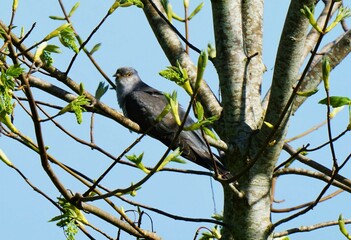 Cuculus canorus cuckoo in a tree in May 