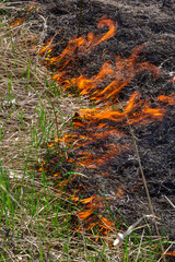 Burning old dry grass. Tongues red flame and burning dry yellowed grass in smoke