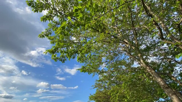 新緑と青空のタイムラプス　雲の動き