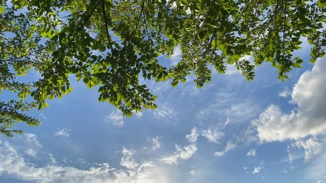 新緑と青空のタイムラプス　雲の動き
