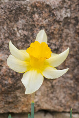 Beautiful fresh spring daffodils out in the Springtime.