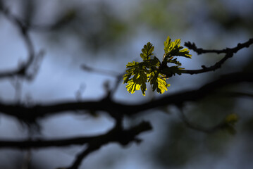 SPRING - Young leaves on the branches of trees