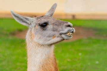 Cute south american llama animal. Pet of the Incas. © sandipruel