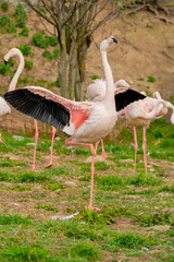 Exotic beautiful flamingo bird. World of wild birds.