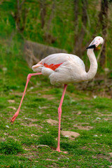 Obraz premium Exotic beautiful flamingo bird. World of wild birds.