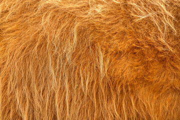 Fototapeta premium The texture of the brown skin of a Scottish cow. Thick fluffy red hair.