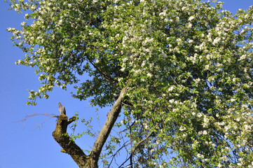 Fototapeta premium seasonal apple blossom. apple tree flowers