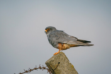 Red-footed Falcon (Falco vespertinus) perched on garden fence post
