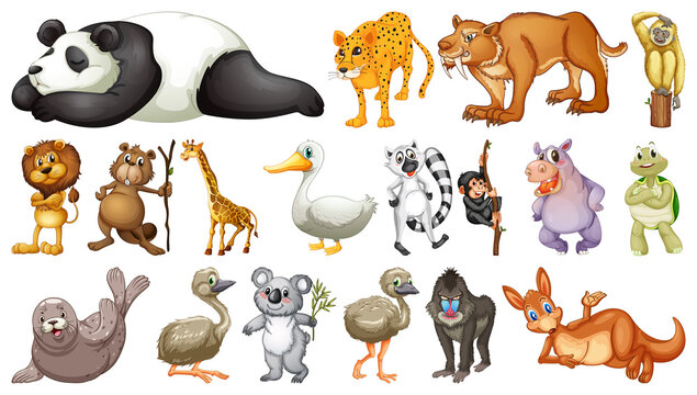 Different wild animals on white background