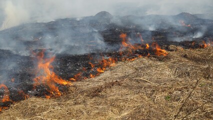 Fire in the field. Forest fire. Burning dry grass, ashes and flames.
