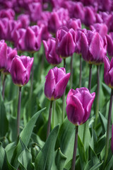 Obraz premium Purple tulips in the garden