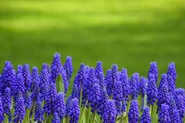 Blue Muscari armeniacum in the garden