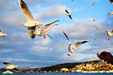 Seagull feeding. Friendly seagulls take bagel from male's hand. Blurred cityscape of Istanbul in the background. Sunny autumn day. Bosporus (Bosphorus or Strait of Istanbul). Turkey