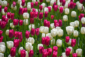 Pink and white tulips in the garden