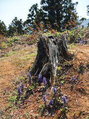 Dry old stump. Below, at its foot, creeping tenacious grows. Beautiful purple flowers.
Orange - red color of the earth around the stump. Vertical