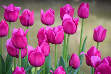 Obraz premium Purple tulips in the garden