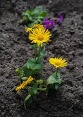 Close-up of petal of a yellow wild chamomile. flowers in the garden. macro nature, spring background.