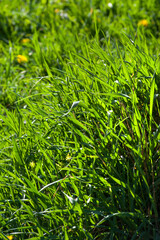 Green grass in the meadow, young juicy blades of grass in the sun.