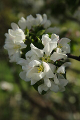 Bokeh flower Background. Blooming apple tree in spring time. Spring background