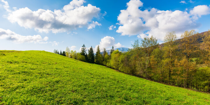 idyllic landscape in the carpathian alps, ukraine. fresh green meadows and trees on the hills. snow-capped mountain tops in the distance. beautiful nature scenery in spring