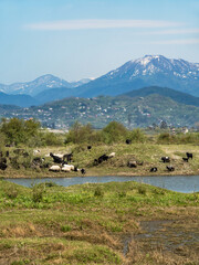 A beautiful mountain landscape with sheep, rams and goats grazing in the meadow. In the foreground is a river, swampy area. In the background are mountains with snow caps. Sunlight. Countryside.
