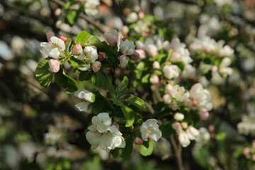 Bokeh flower Background. Blooming apple tree in spring time. Spring background