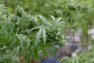 Cannabis plants grown in commercial gardens are legal for medical purposes.