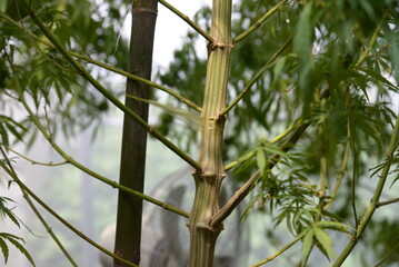 Obraz premium Cannabis plants grown in commercial gardens are legal for medical purposes.