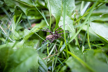 Obraz premium Spider in grass