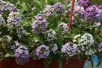 Purple flowers of Alyssum (plant in the family Brassicaceae) in garden. Blossoming of Alyssum....
