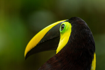 Black-mandibled Toucan (Ramphastos ambiguus) formerly known as Chestnut-mandilbled Toucan, Colombia